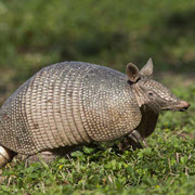 Armadillo or Feral Cat Traps Traps By Animal