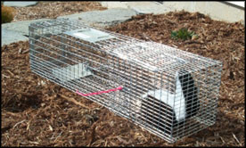 Raccoon Trapping Supplies - Cage Traps, Nose Cones, Dividers