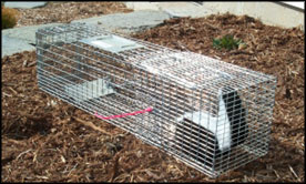 Nose Cone for Skunk-Sized Cage Traps | Wildlife Control Supplies ...