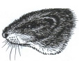 Muskrat Love - 4 oz.