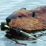 Beaver & Otter Traps Traps By Animal