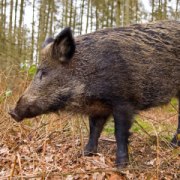 Hog Traps Traps By Animal