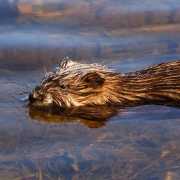 Muskrat, Mink, or Weasel Traps Traps By Animal