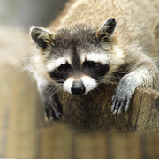 Raccoon or Woodchuck Traps Raccoon