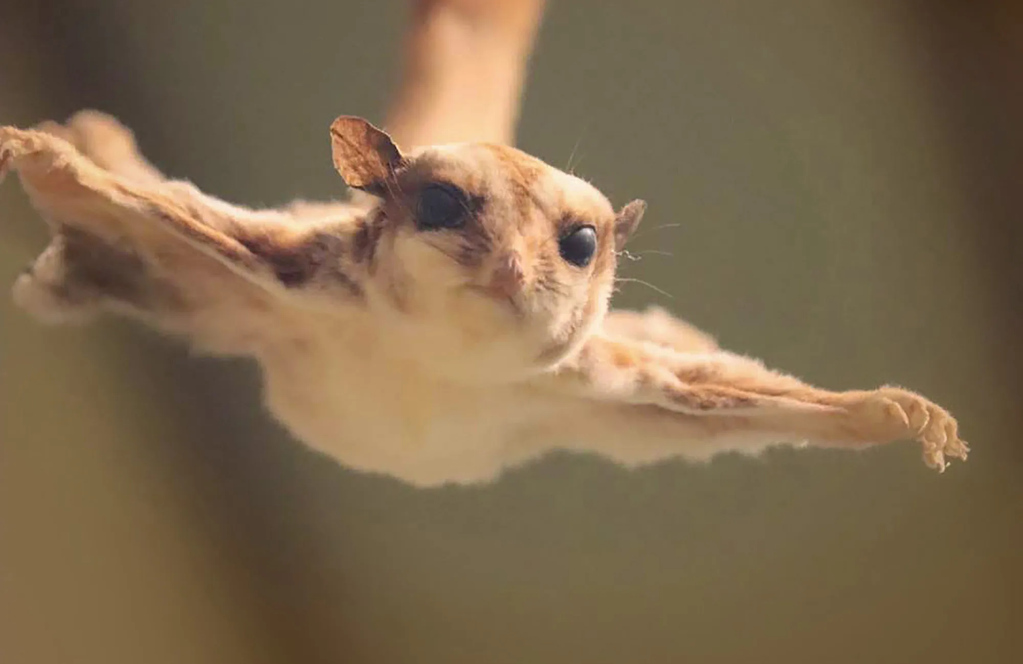 https://www.wildlifecontrolsupplies.com/blogimages/Featured-Southern-Flying-Squirrel-Glaucomys-volans-2.webp