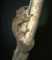 Southern flying squirrel picture